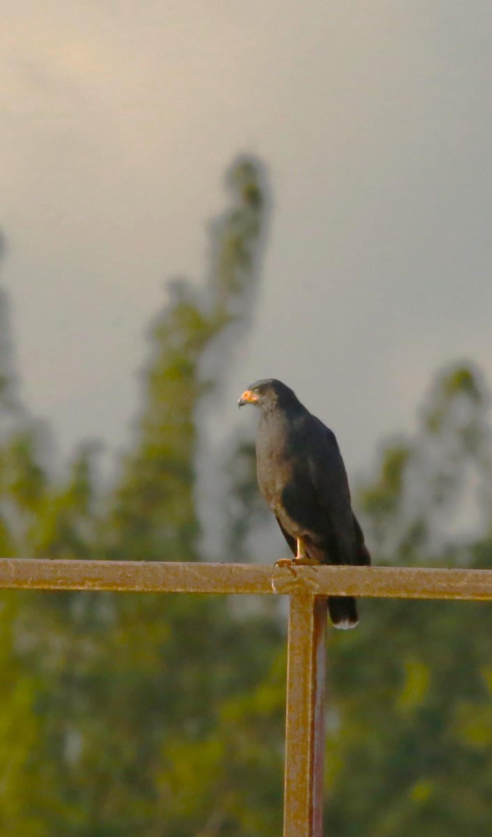 Common Black Hawk - ML646710517