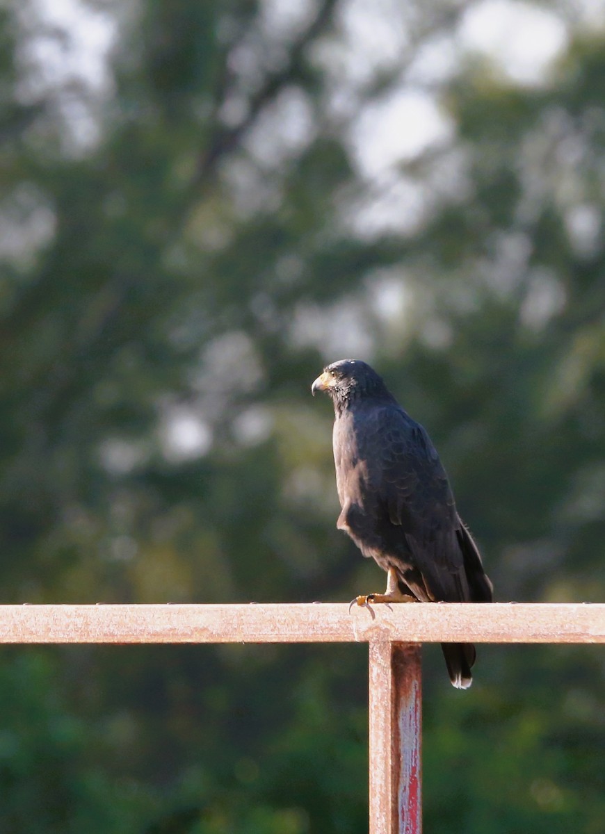 Common Black Hawk - ML646710518