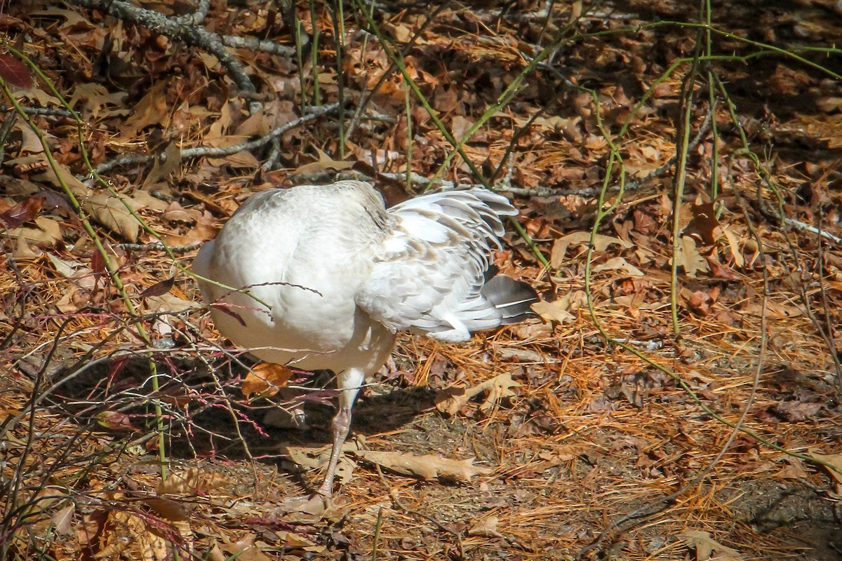 Oie des neiges - ML646710519