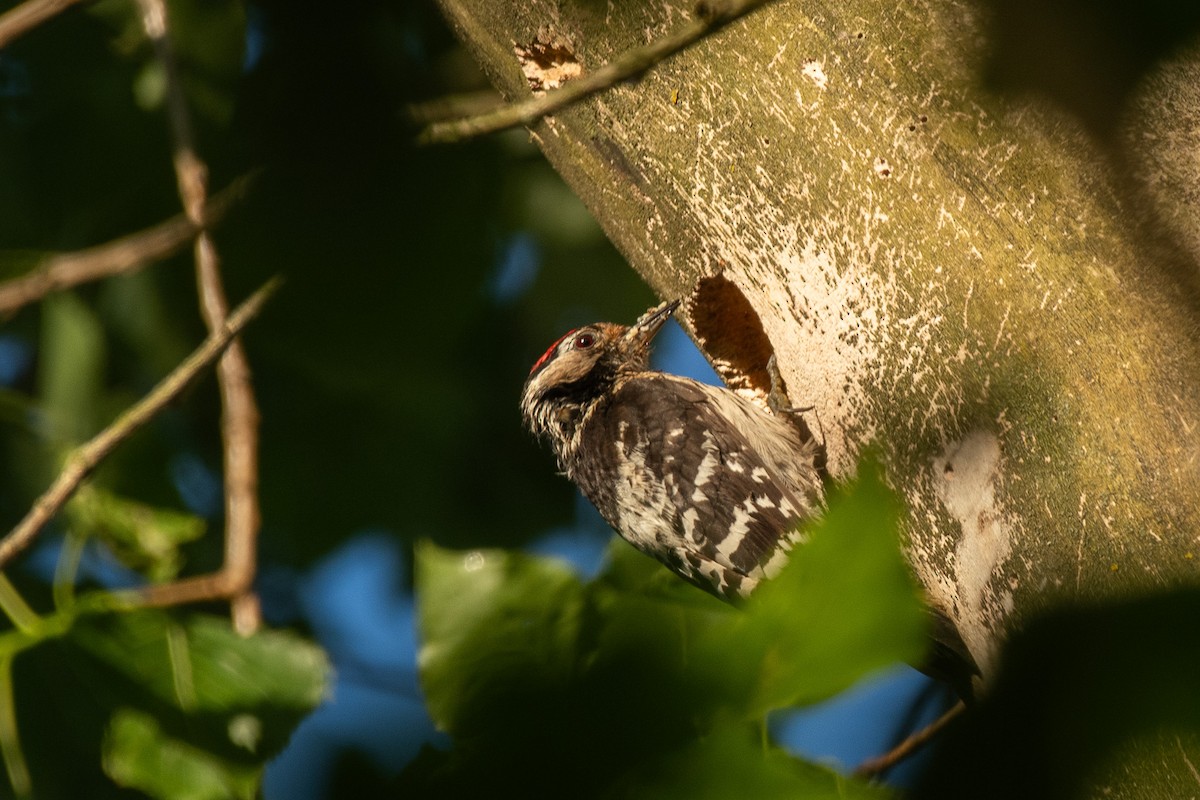 Цоохор тоншуул - ML646710520