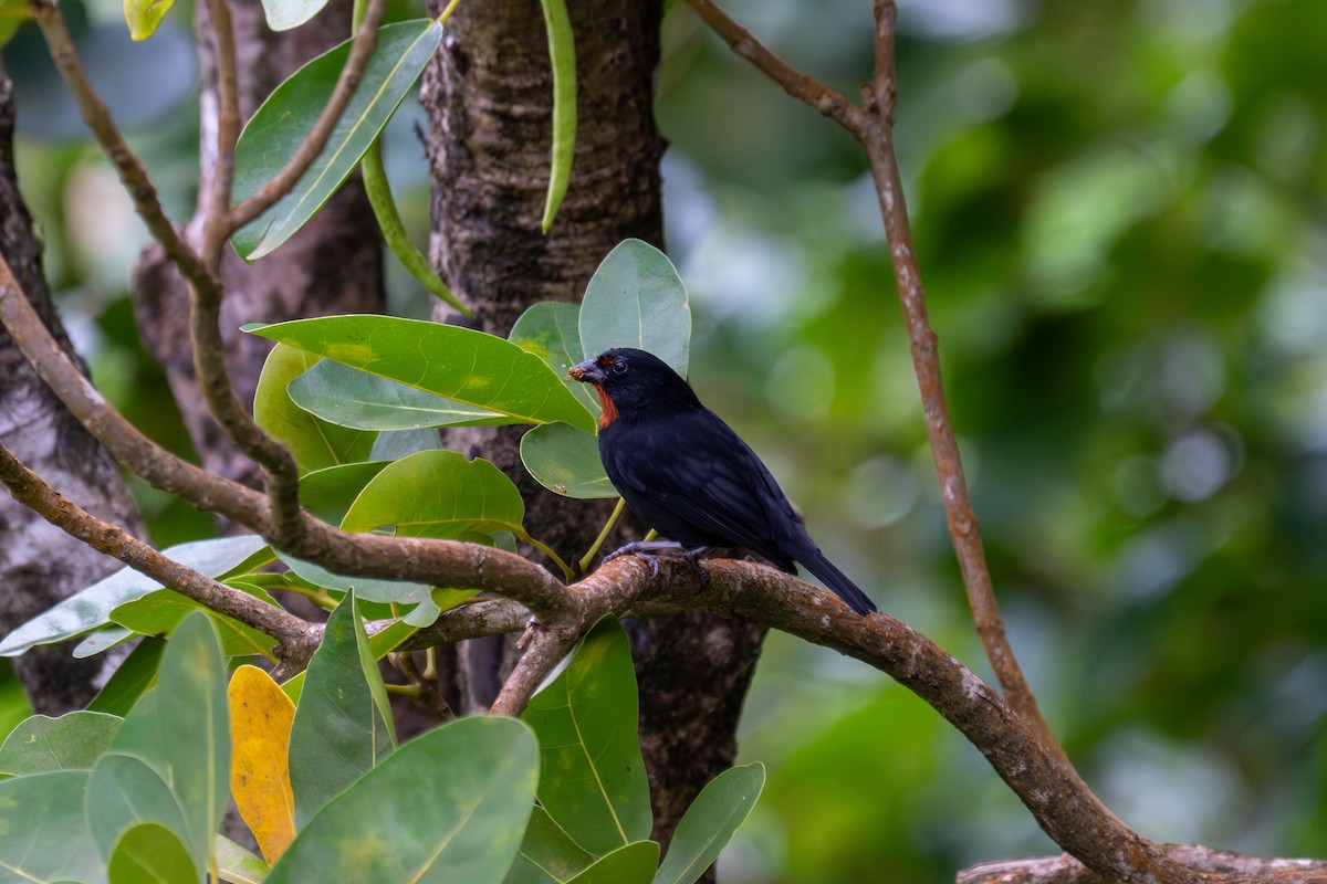 Карпачо малий - ML646710521