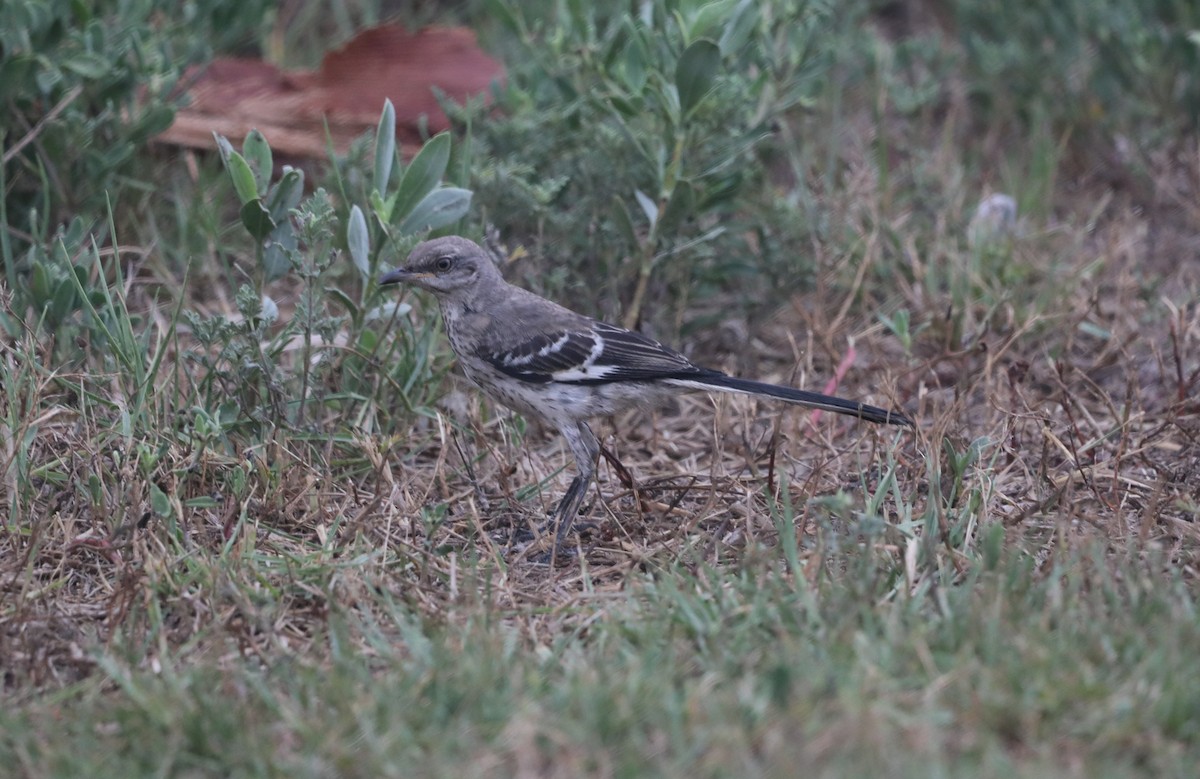 Gartenspottdrossel - ML646710522