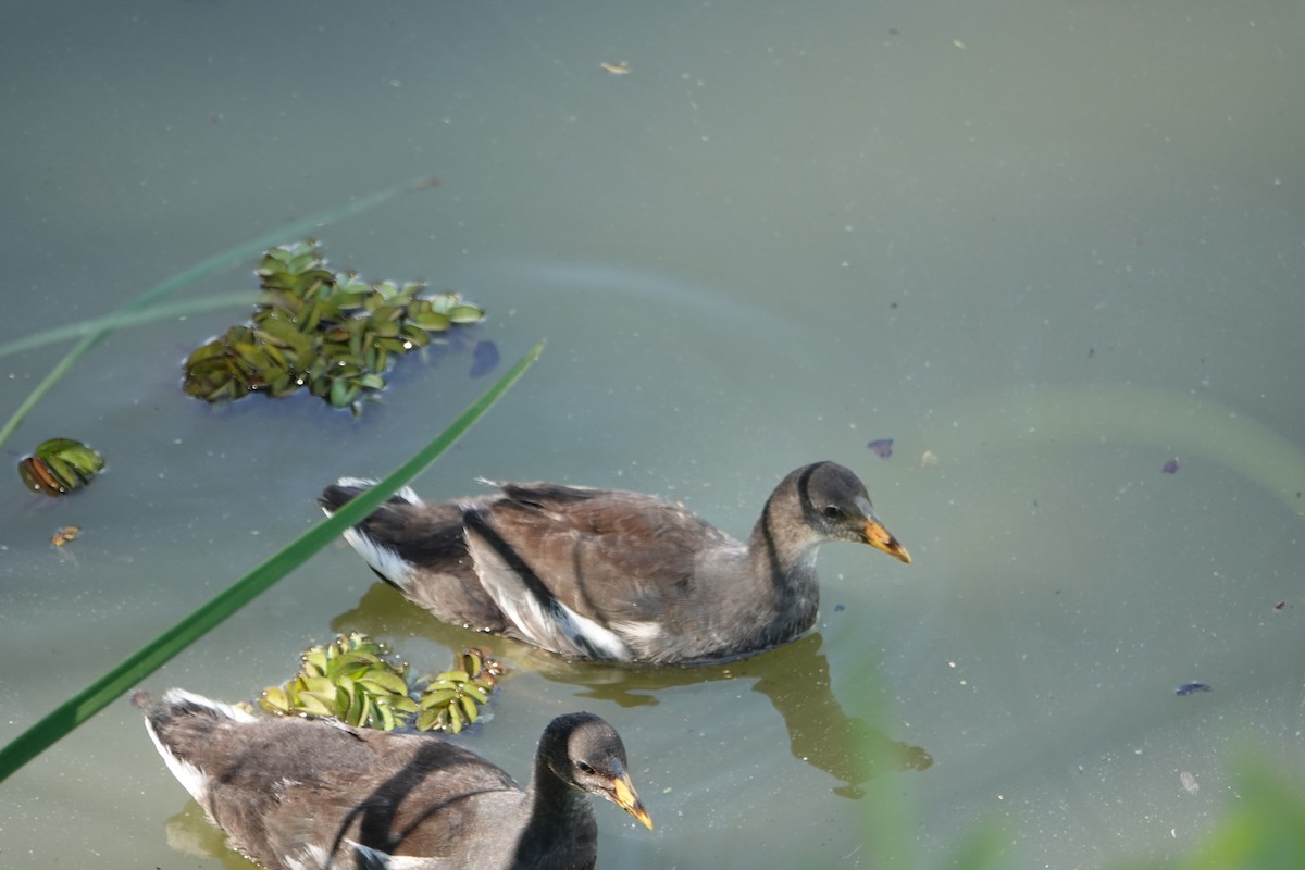 Курочка латиноамериканська - ML646710525