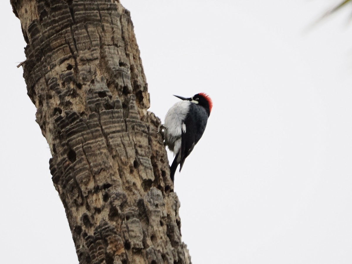 Acorn Woodpecker - ML646710528