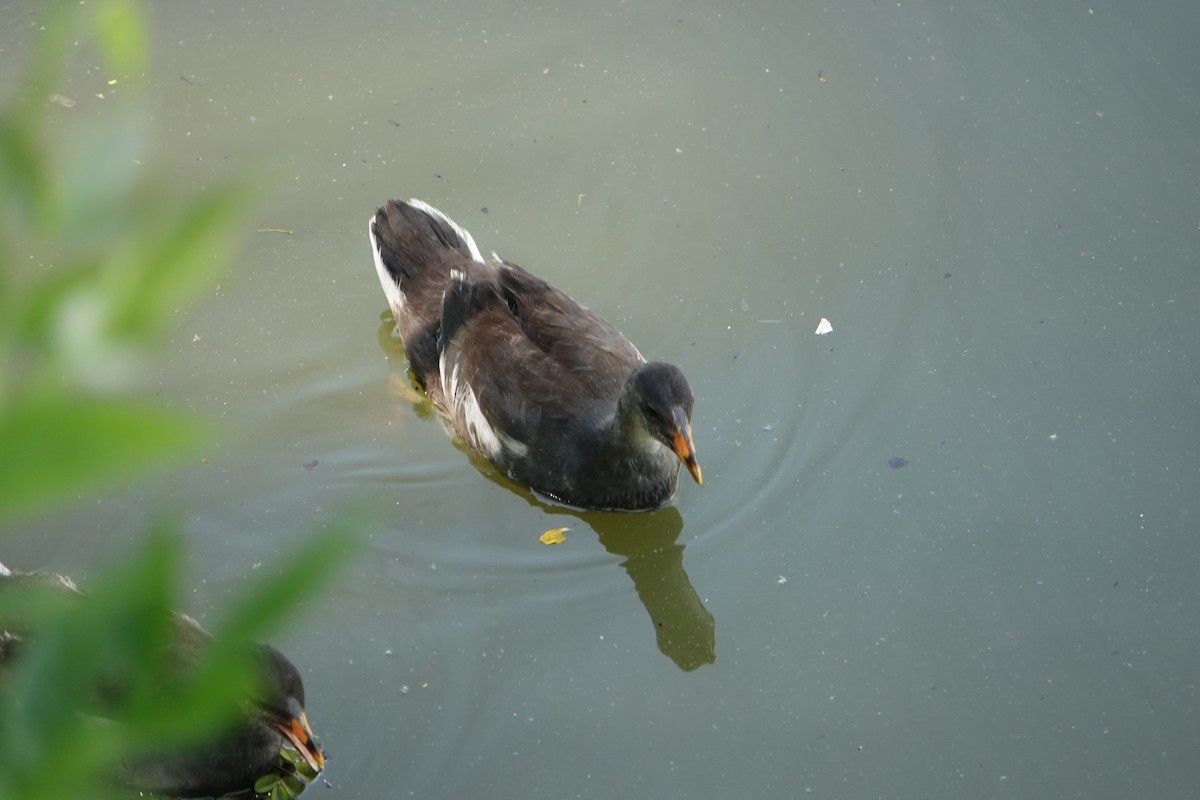 Курочка латиноамериканська - ML646710529