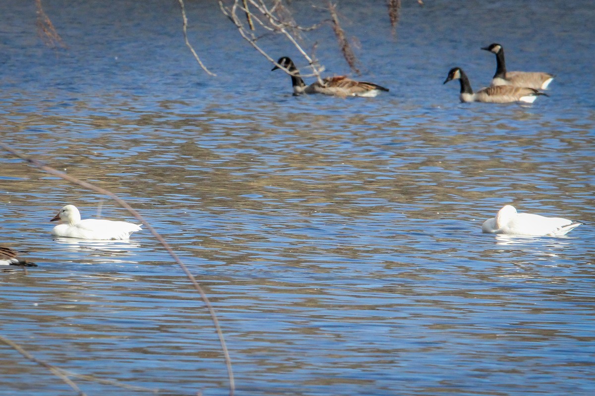 Oie des neiges - ML646710530