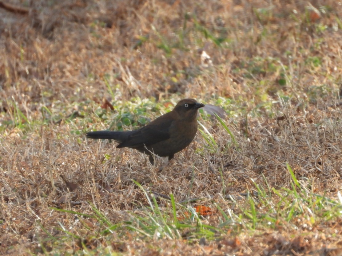 Rusty Blackbird - ML646710531