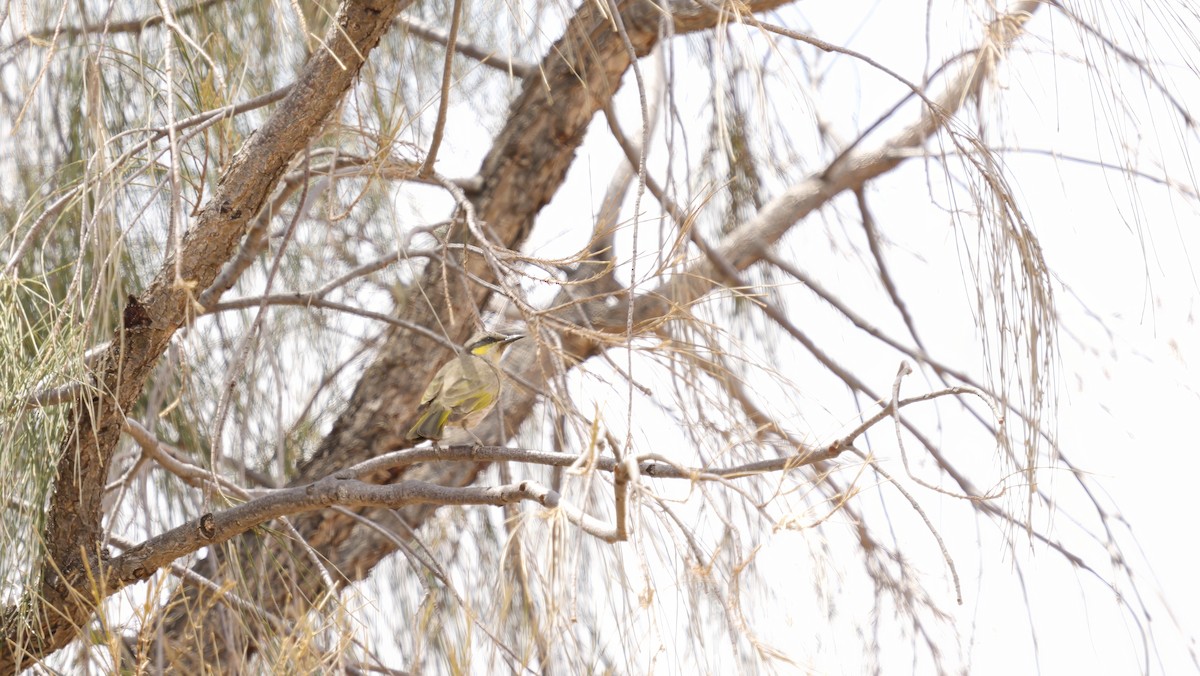 Singing Honeyeater - ML646710532
