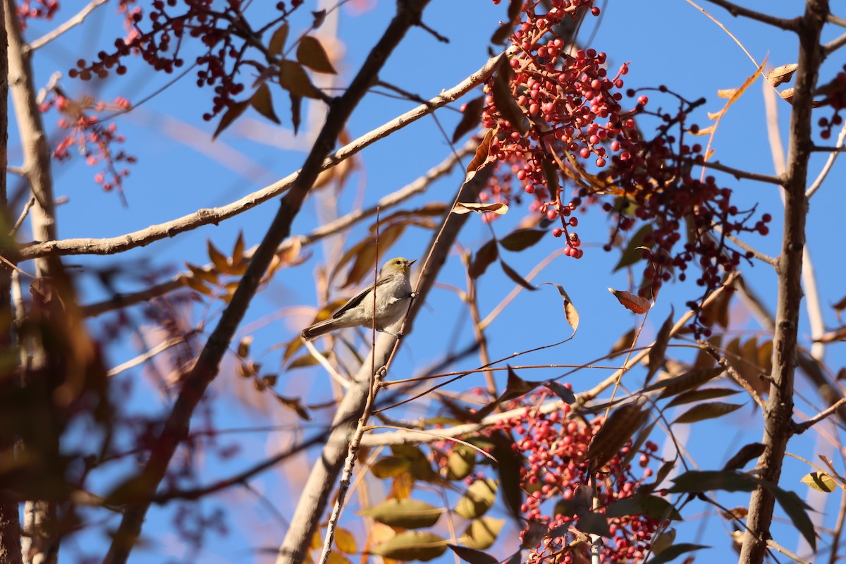 Американский ремез - ML646710535