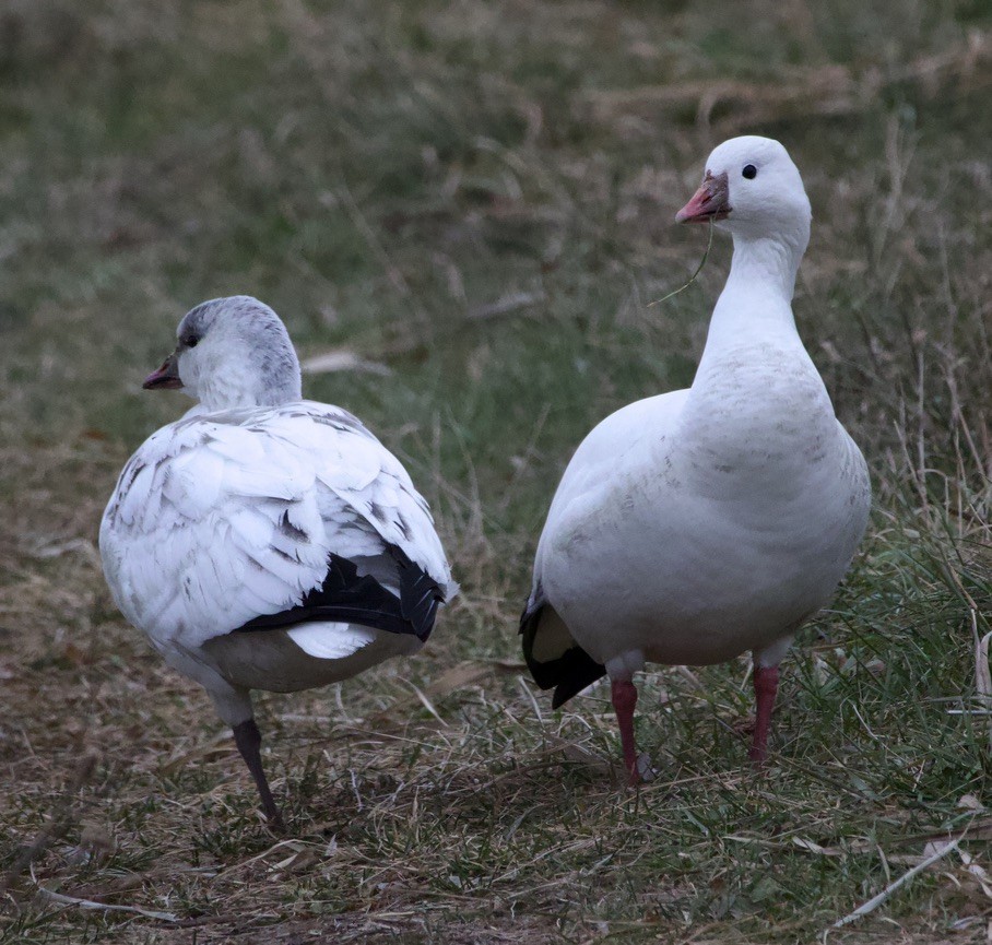 Ross's Goose - ML646710536