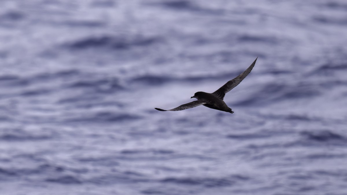 buřňák tenkozobý - ML646710537