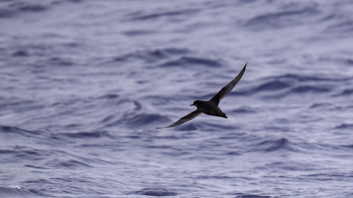 buřňák tenkozobý - ML646710538