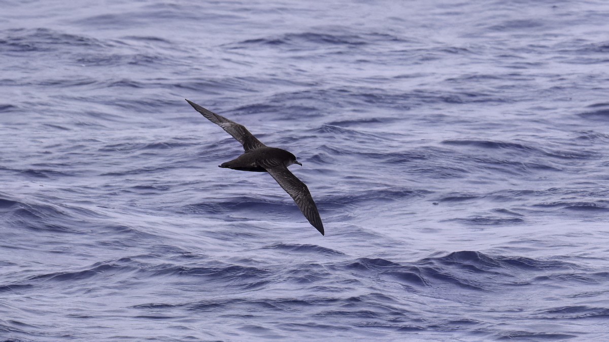 buřňák tenkozobý - ML646710539