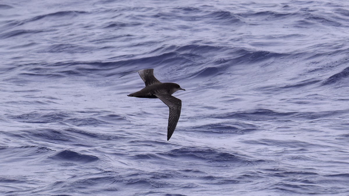 buřňák tenkozobý - ML646710540