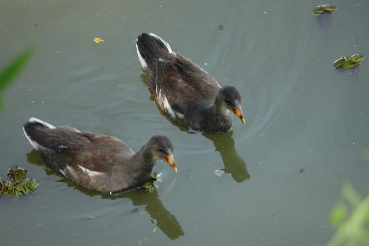 Курочка латиноамериканська - ML646710541