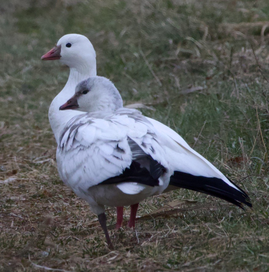 Ross's Goose - ML646710542