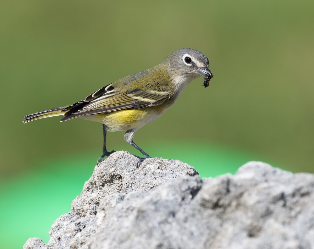 Blue-headed Vireo - ML646710546