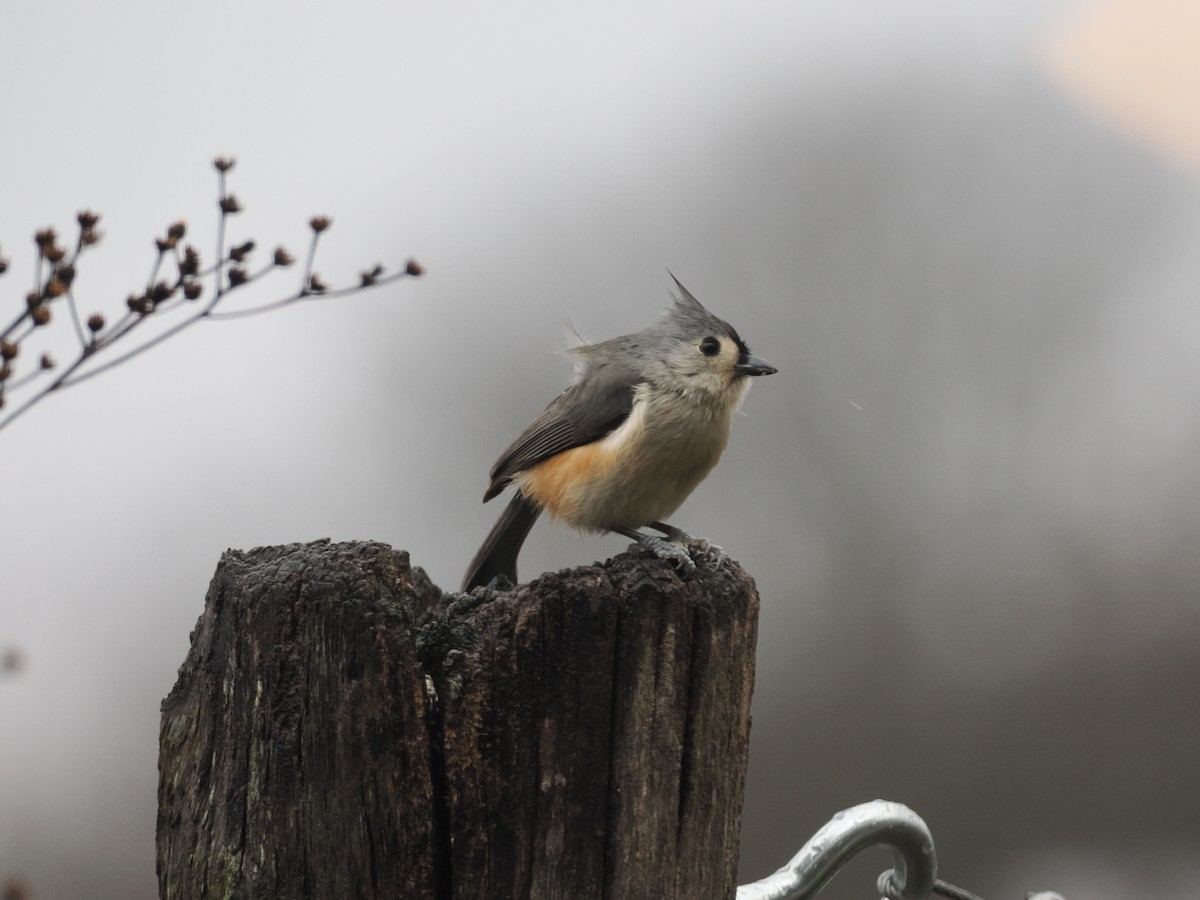 Tufted Titmouse - ML646710547