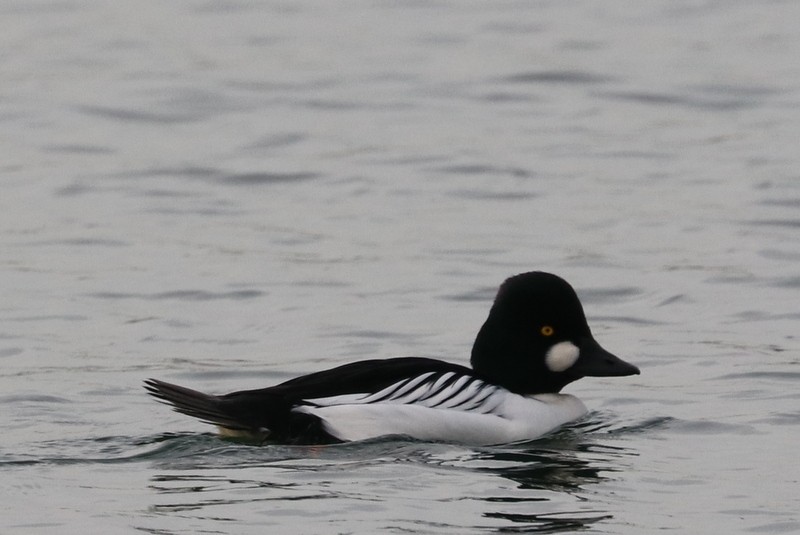 Common Goldeneye - ML646710548