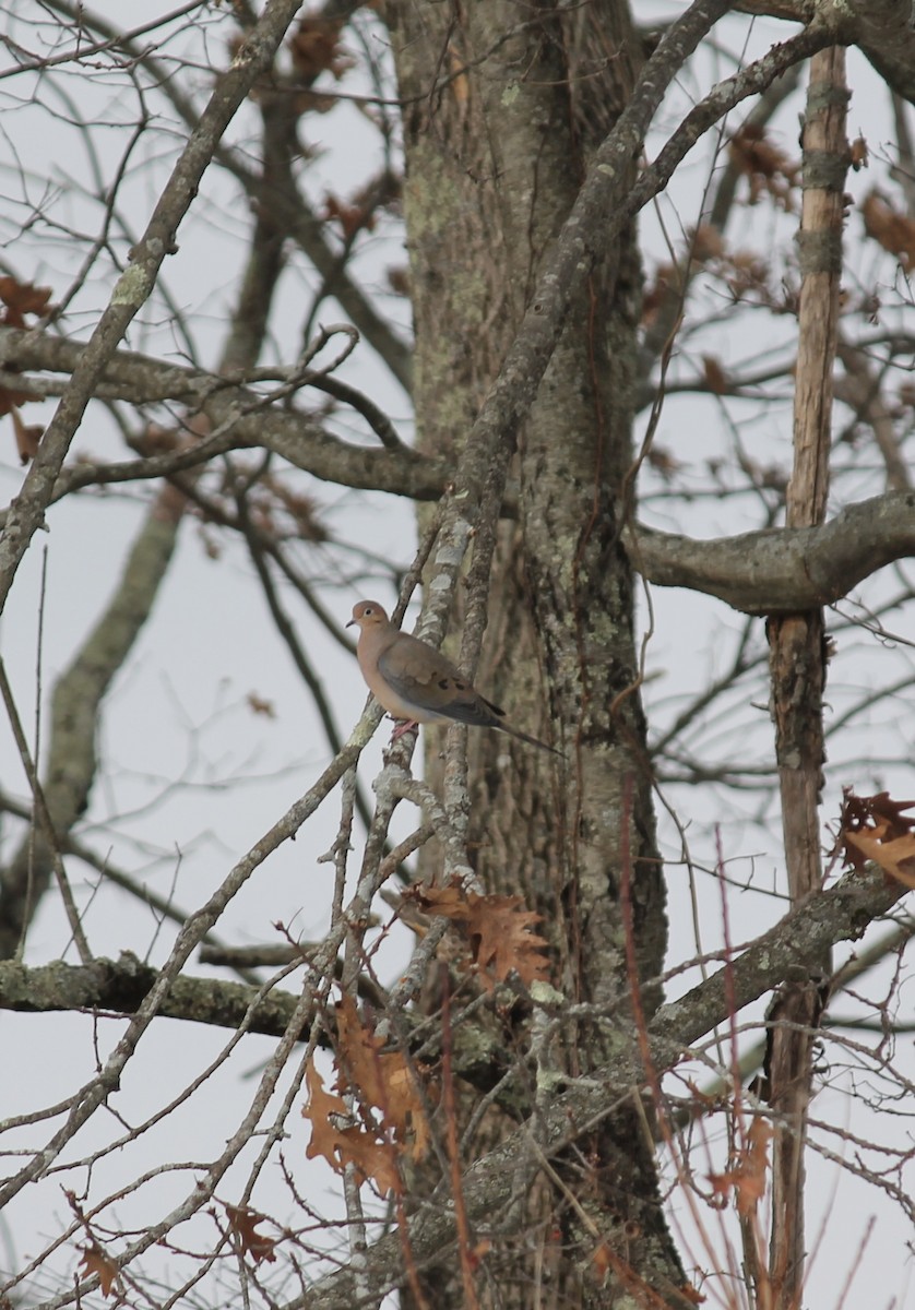 Mourning Dove - ML646710549