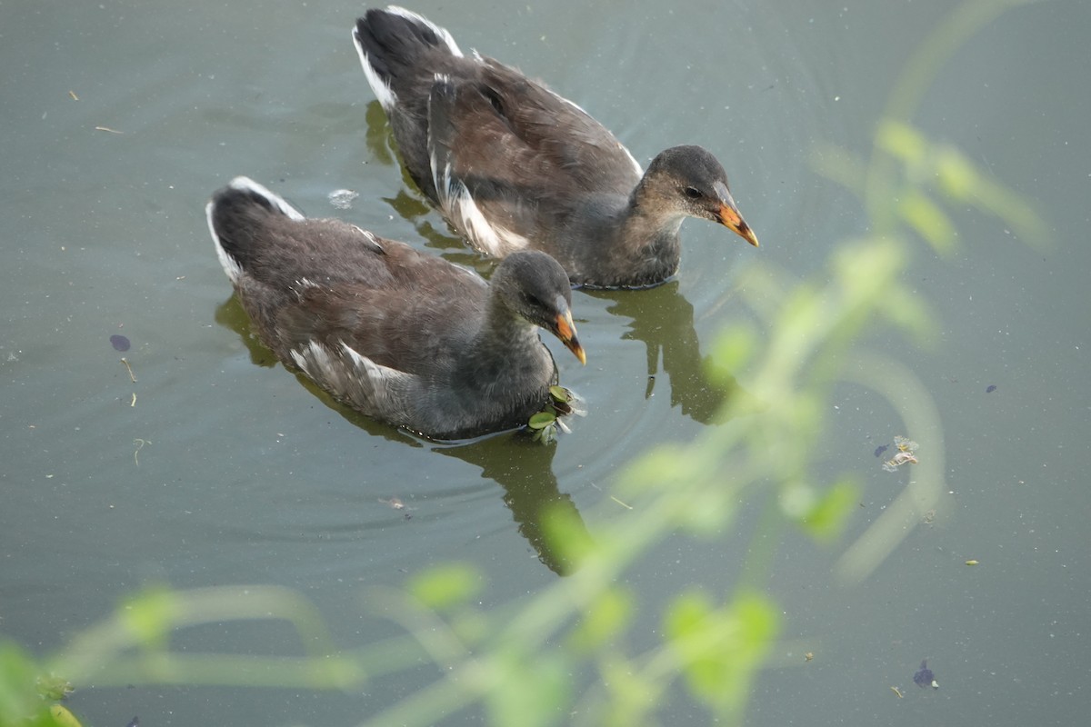 Курочка латиноамериканська - ML646710550