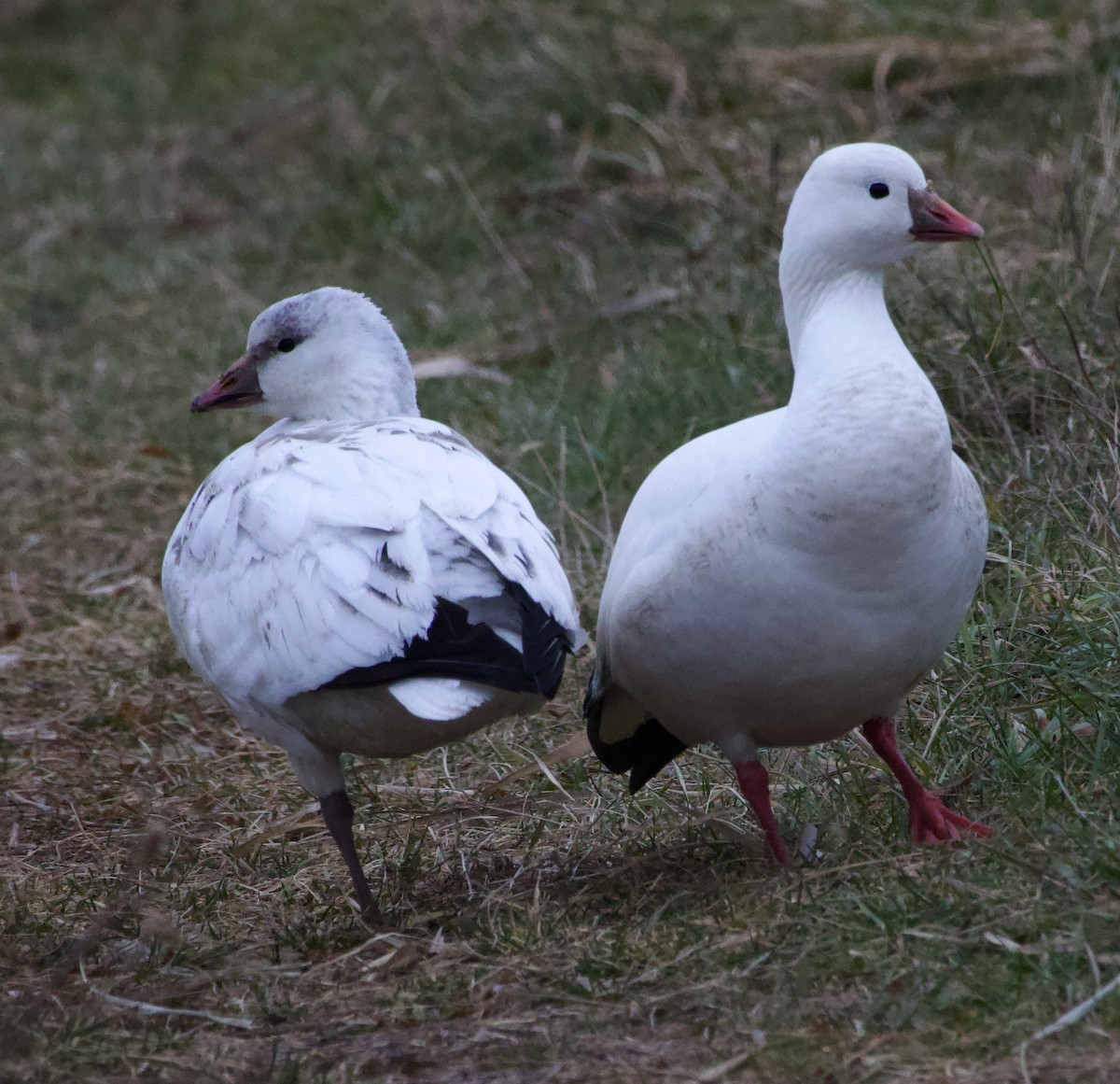 Ross's Goose - ML646710553