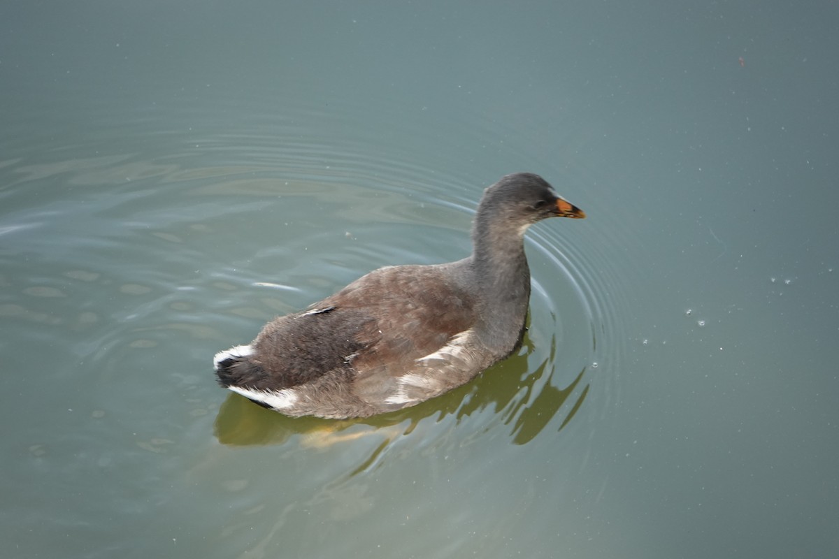 Курочка латиноамериканська - ML646710555