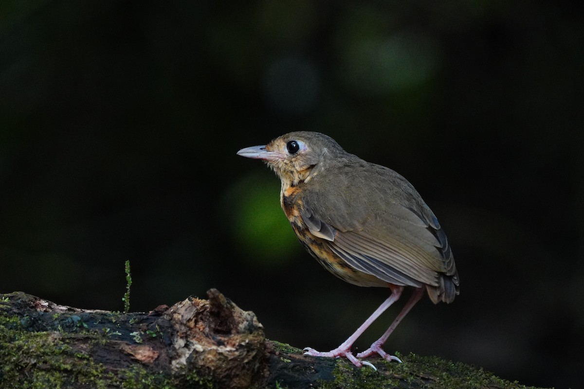 アマゾンモリジアリドリ - ML646710556