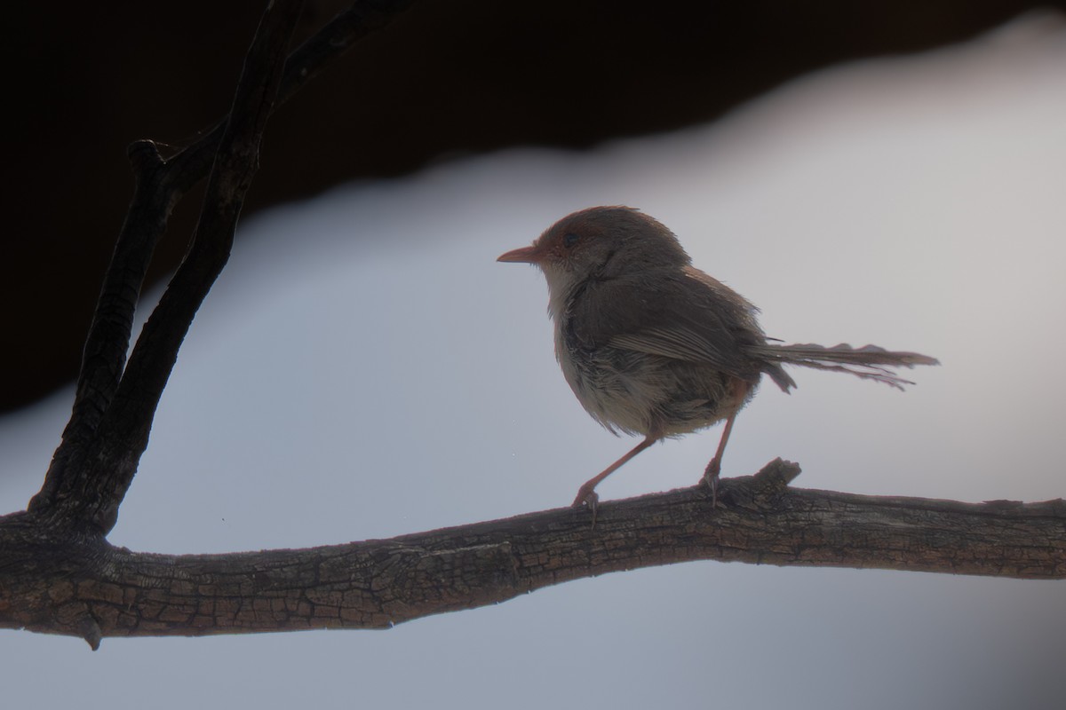 Superb Fairywren - ML646710559