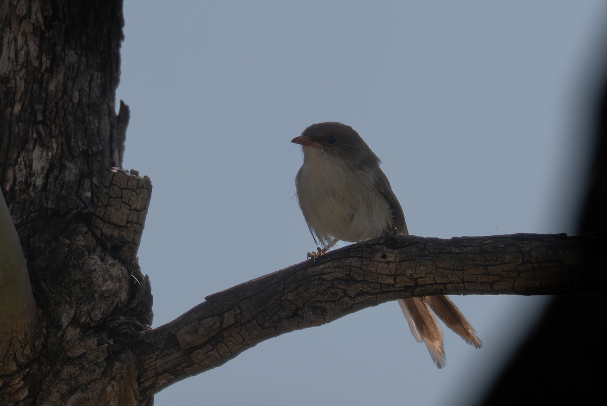 Superb Fairywren - ML646710560