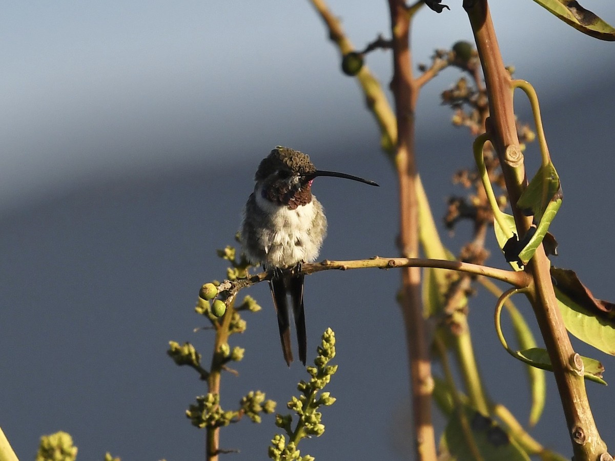 Oasis Hummingbird - ML646710561