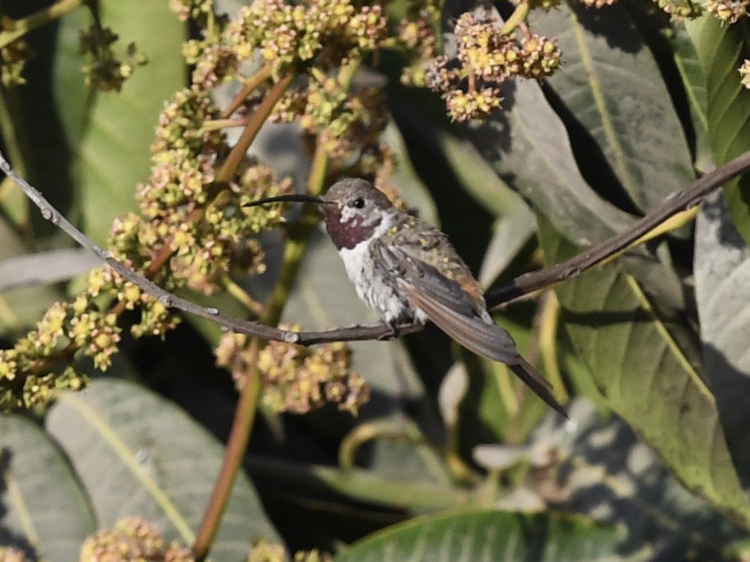 Oasis Hummingbird - ML646710562