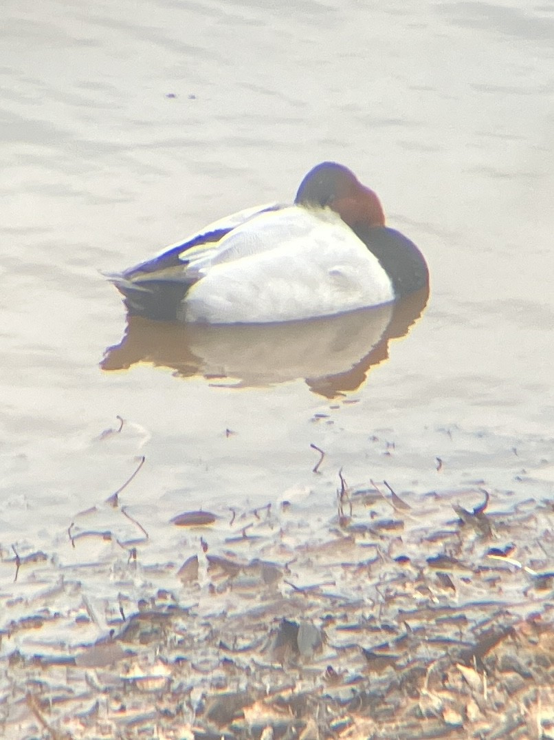 Canvasback - ML646710563