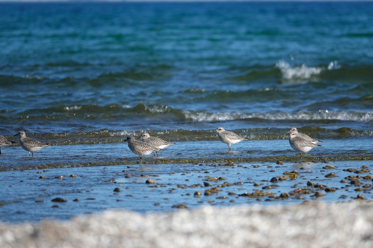 Black-bellied Plover - ML646710564