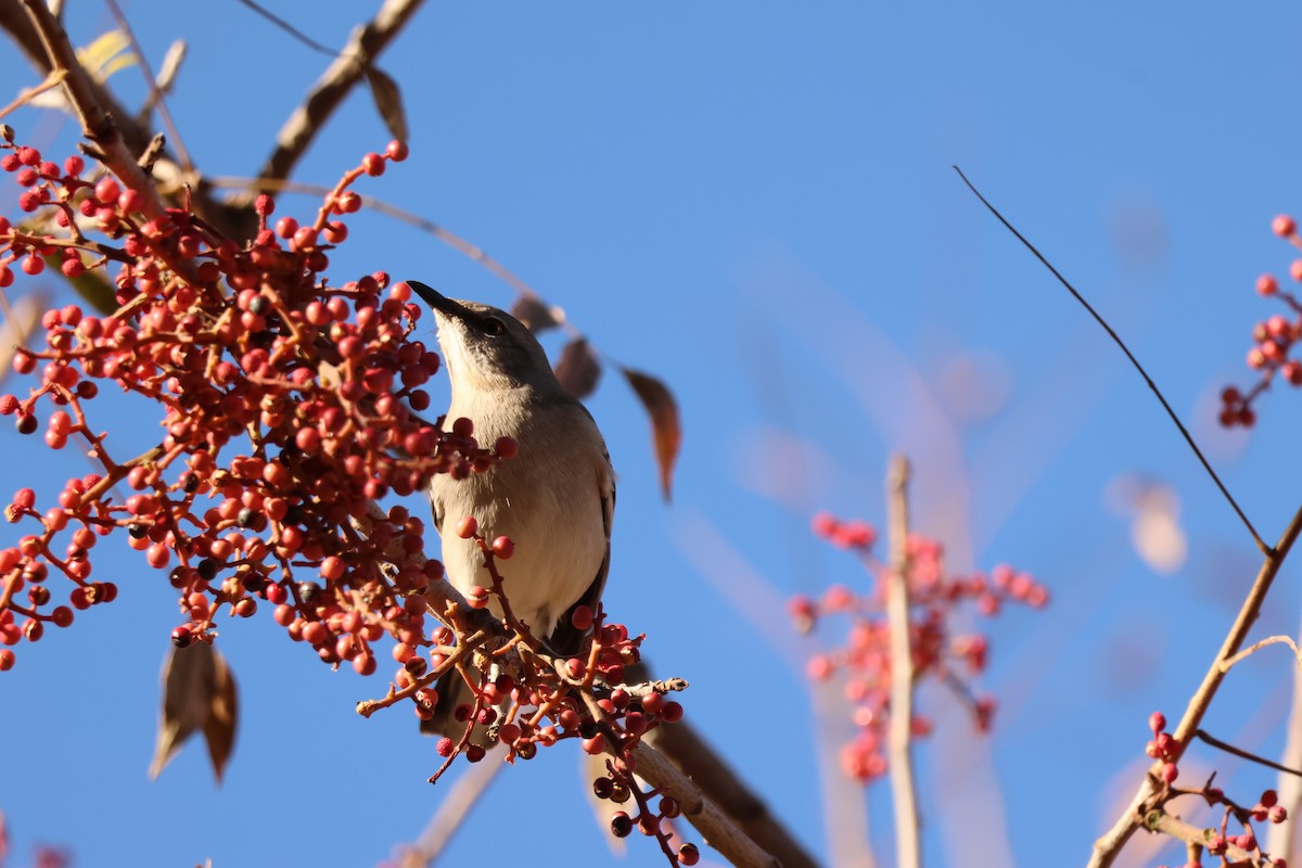 Многоголосый пересмешник - ML646710565