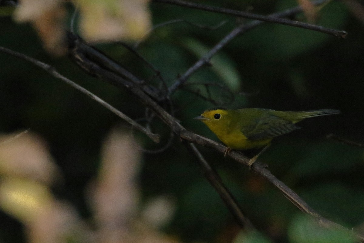 Wilson's Warbler - ML646710566