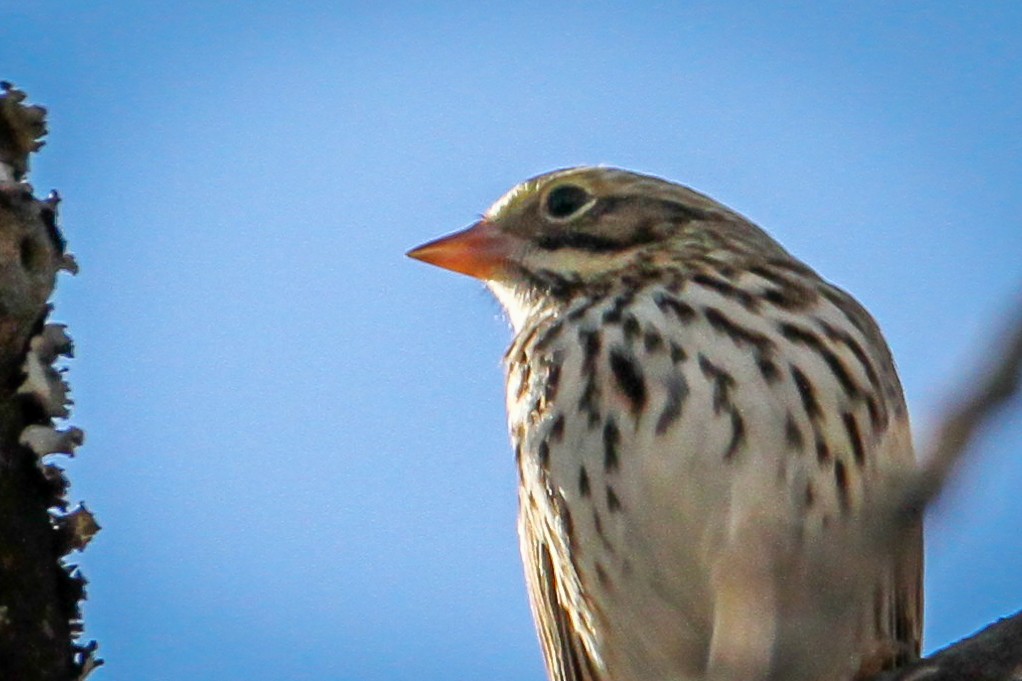 Bruant des prés - ML646710571