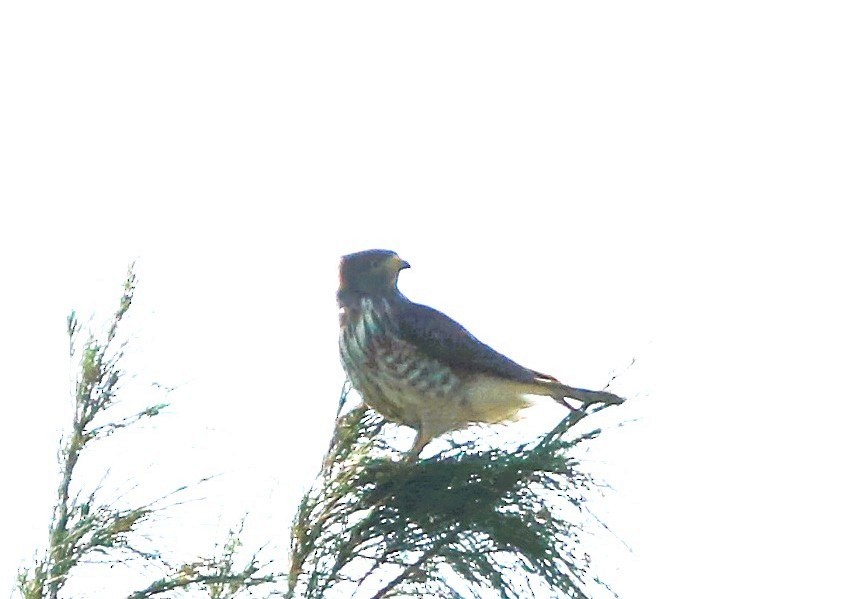 Roadside Hawk - ML646710572