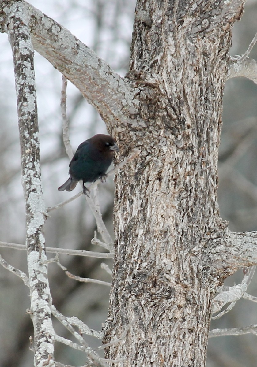Brown-headed Cowbird - ML646710573