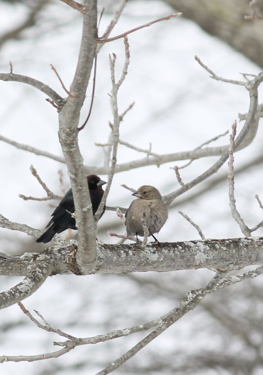 Brown-headed Cowbird - ML646710574