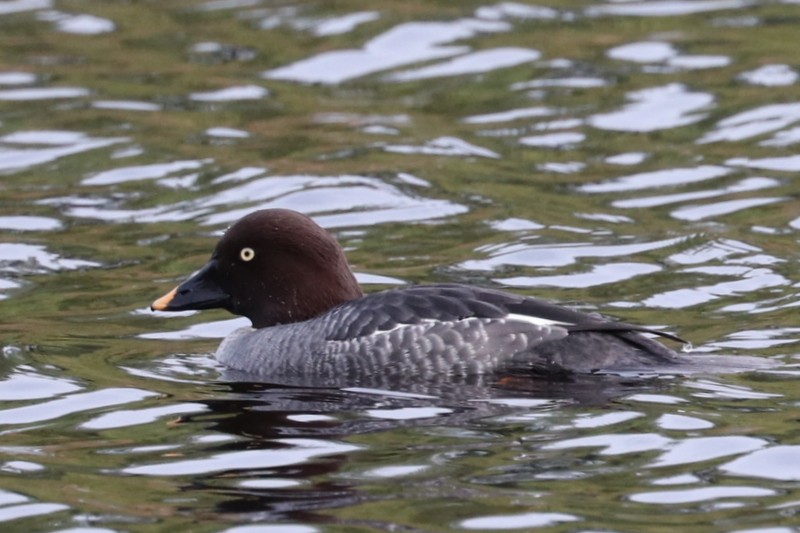 Common Goldeneye - ML646710575