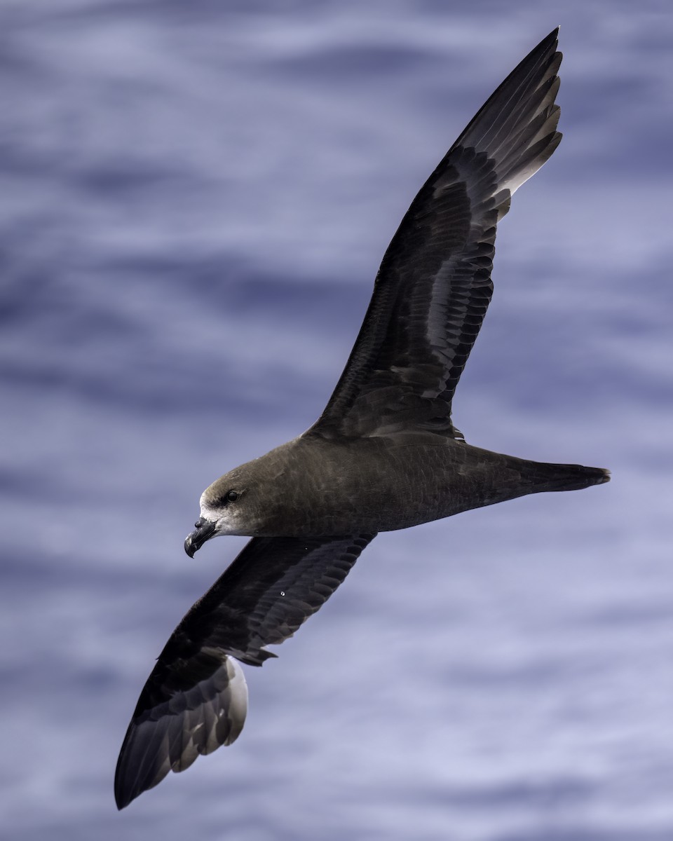 buřňák šedolící - ML646710576