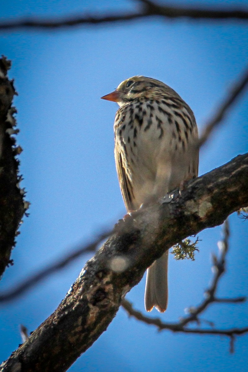 Bruant des prés - ML646710577
