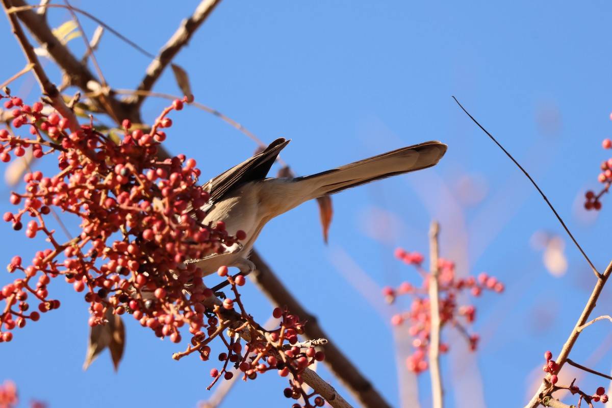 Многоголосый пересмешник - ML646710578