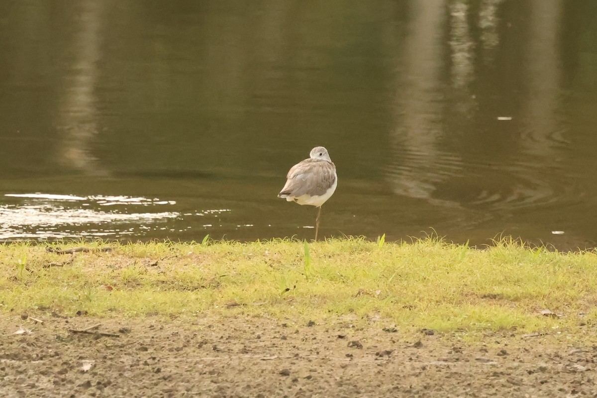 vodouš šedý - ML646710579