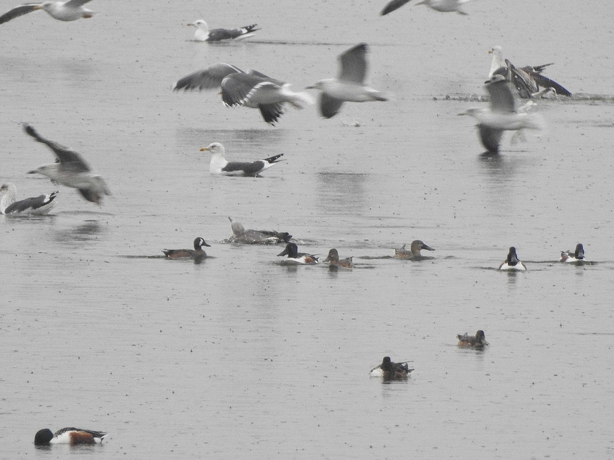 Zertzeta hegalurdina - ML646710582