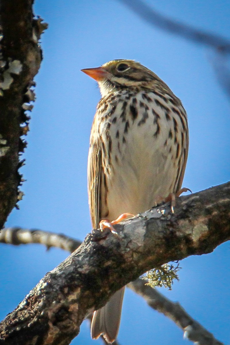 Bruant des prés - ML646710583