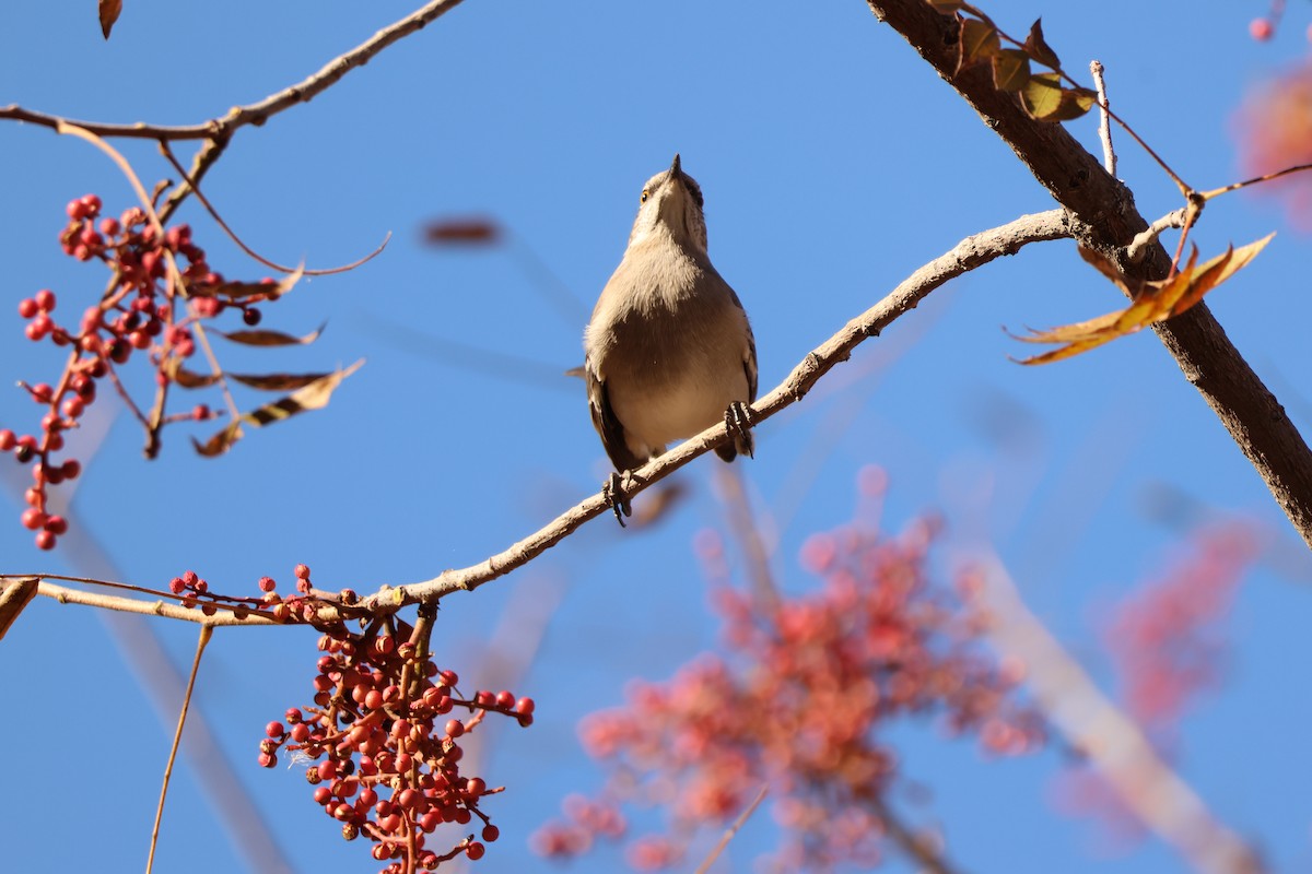 Многоголосый пересмешник - ML646710585