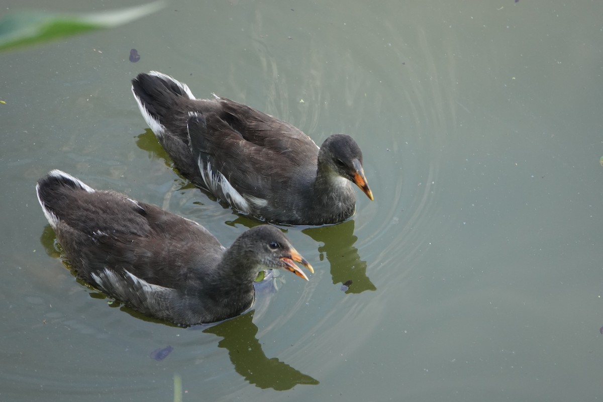 Курочка латиноамериканська - ML646710586