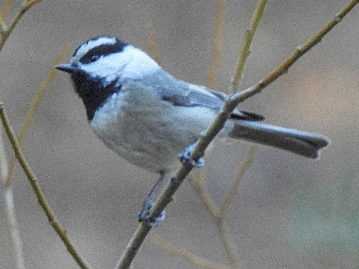 Mountain Chickadee - ML646710588